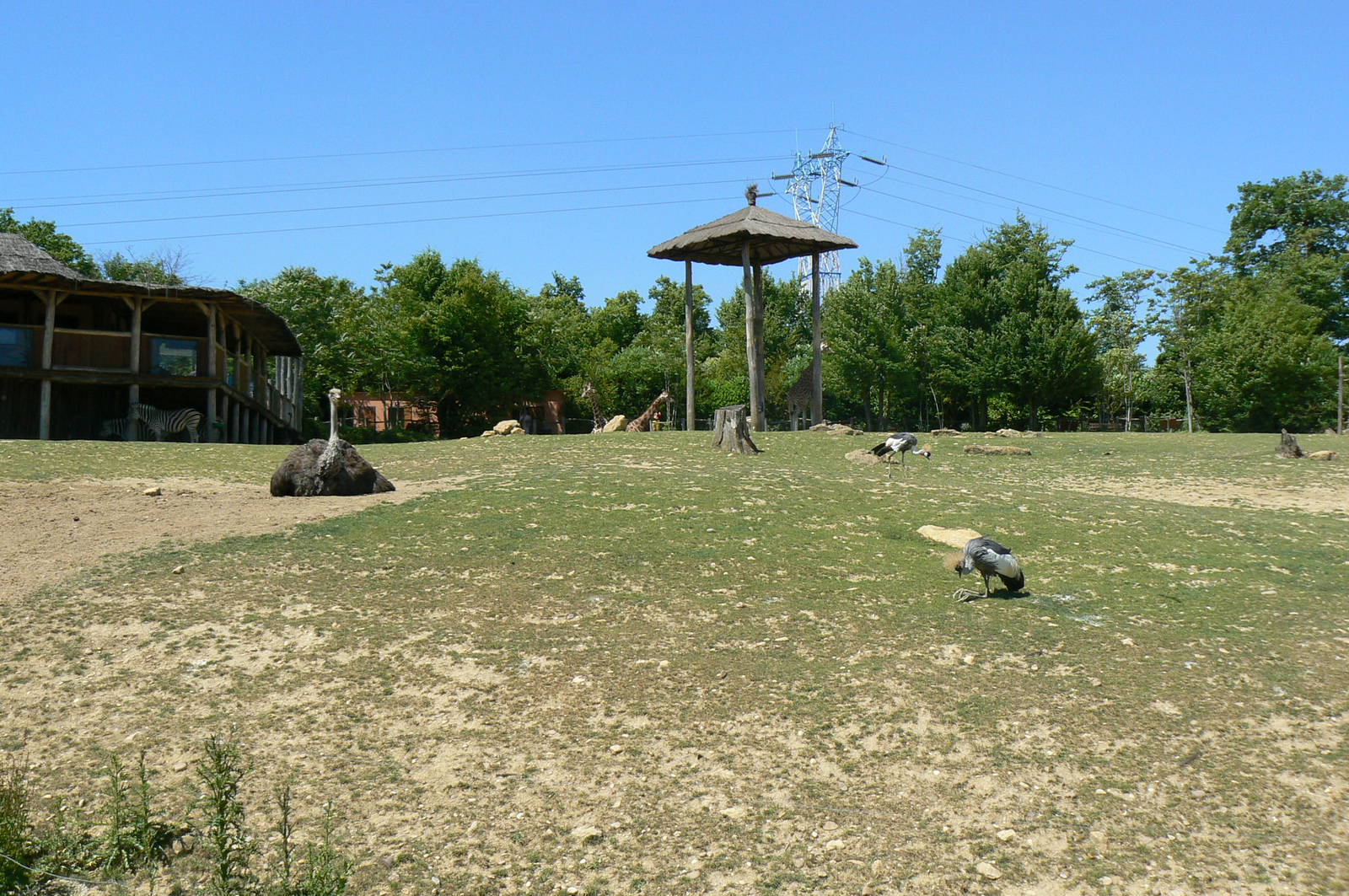 African savanna - general view