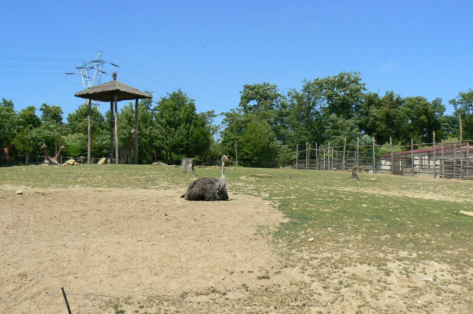 African savanna - general view