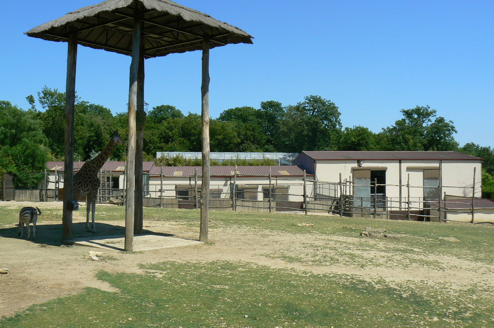 African savanna - general view