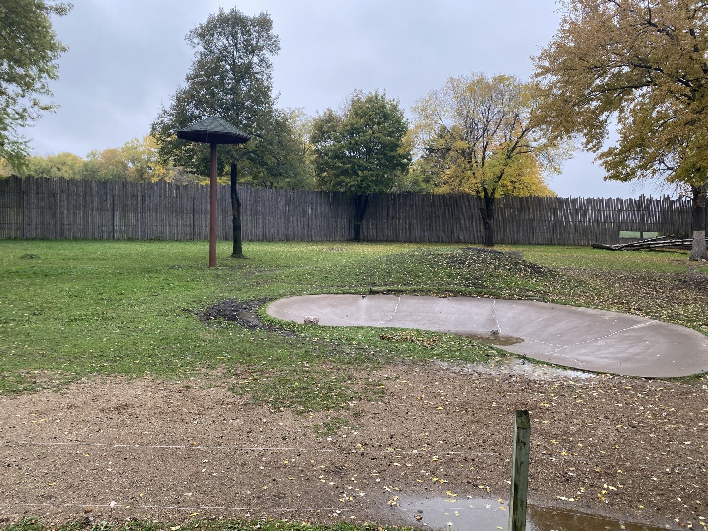 African Savanna - Generic Giraffe/Grevys Zebra/Common Ostrich/Grey-Crowned Crane Exhibit