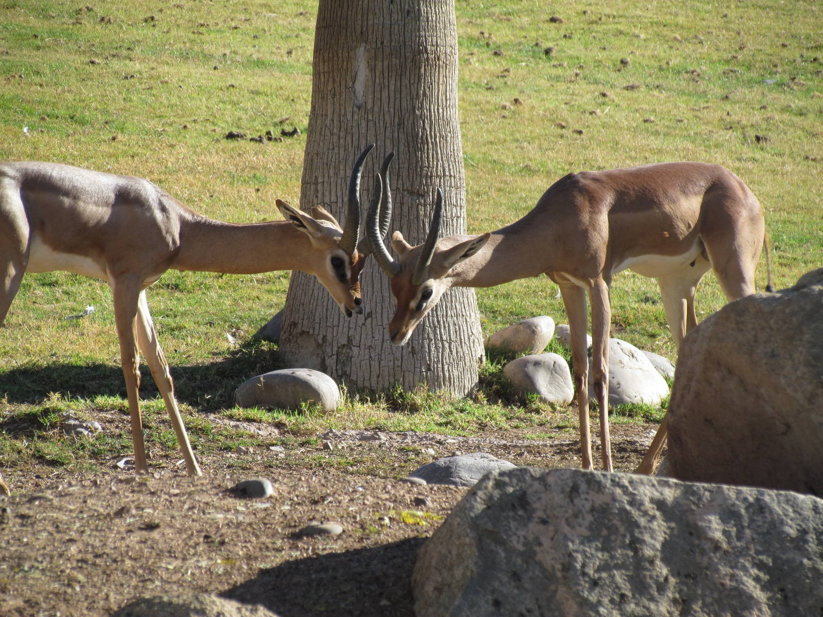 African Savanna - Gerenuk
