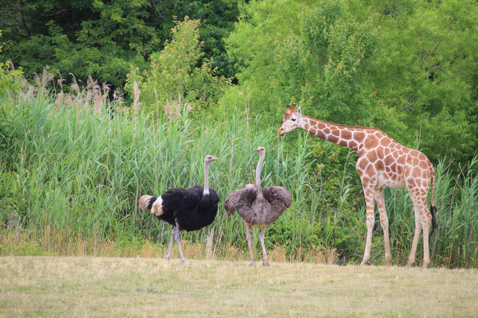 African Savanna - Giraffe and Common Ostriches
