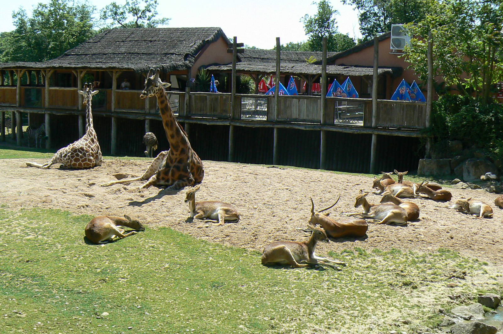 African savanna - Giraffe and southern lechwes