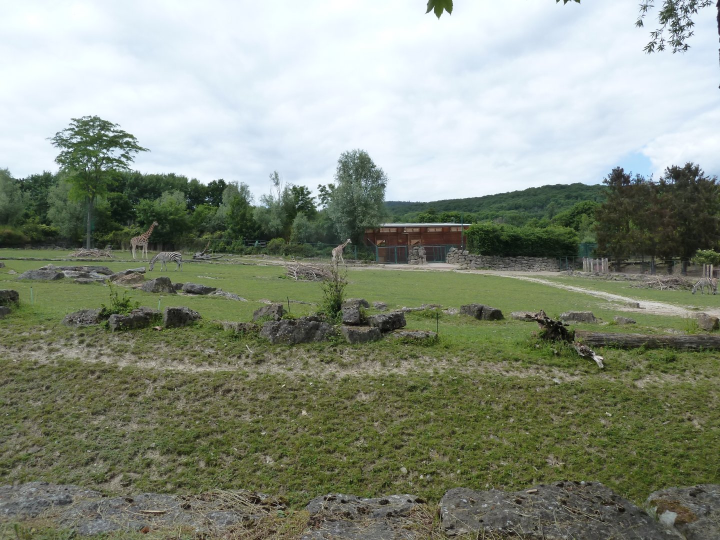 African savanna - Giraffe building
