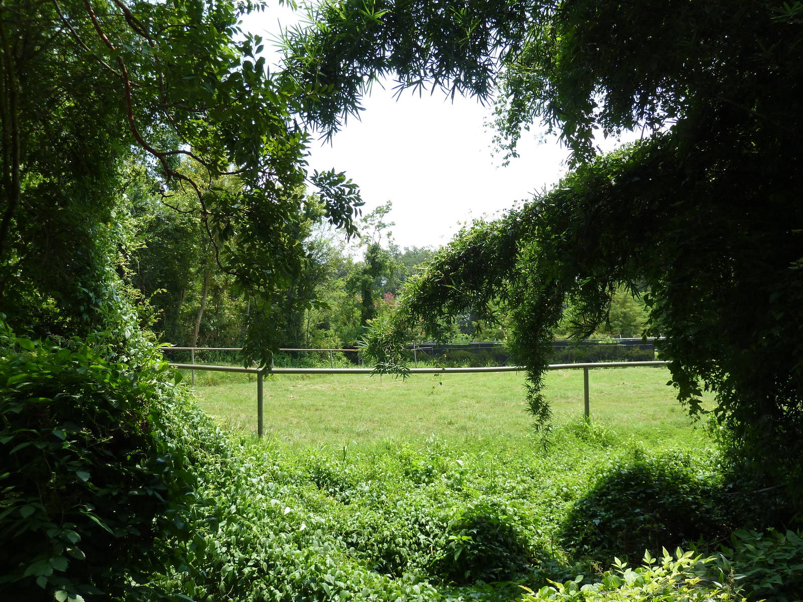 African Savanna - Giraffe/Crowned Crane Exhibit