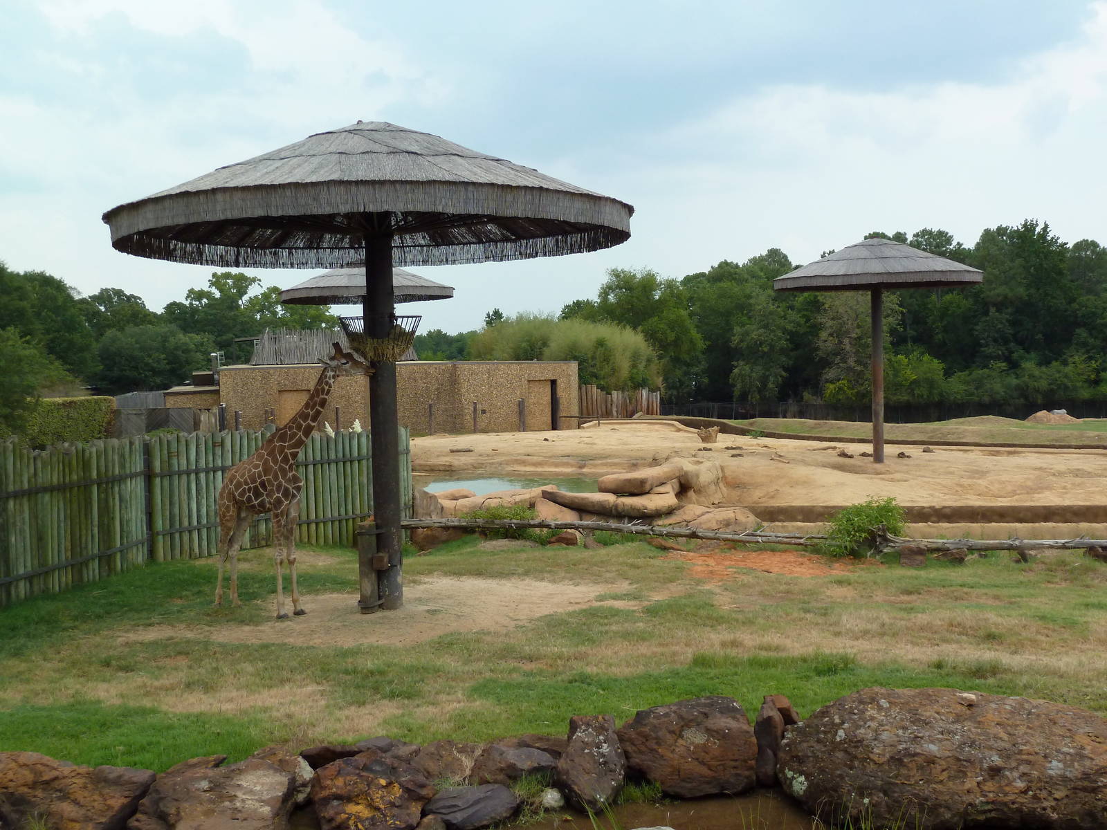 African Savanna (Giraffe + Elephant Exhibit)