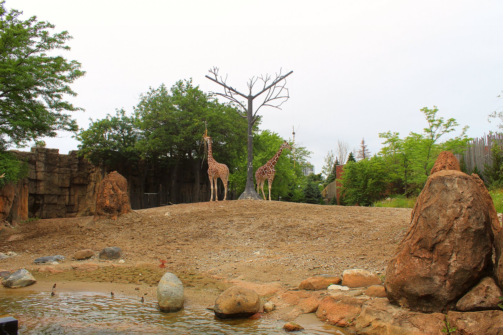 African Savanna (Giraffe, Plains Zebra) - African Journey
