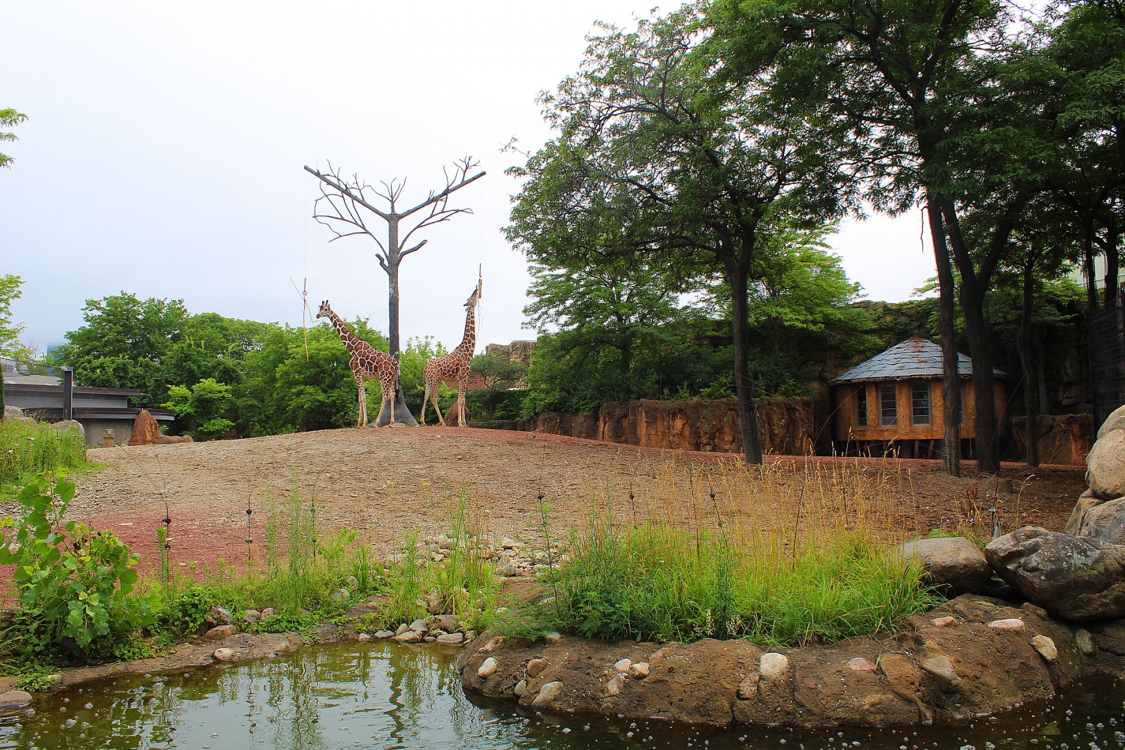 African Savanna (Giraffe, Plains Zebra) - African Journey