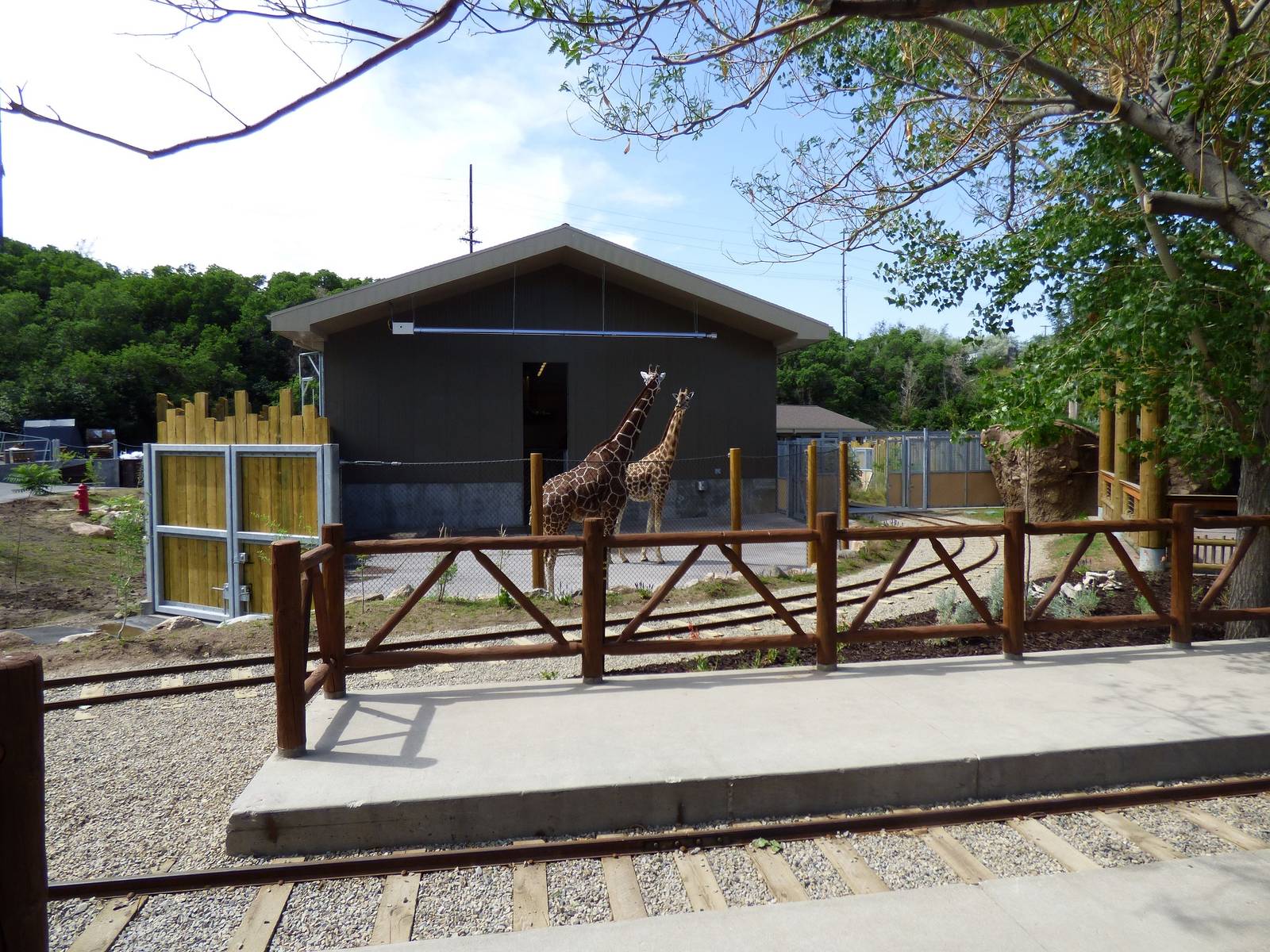 African Savanna - Giraffe Side-yard
