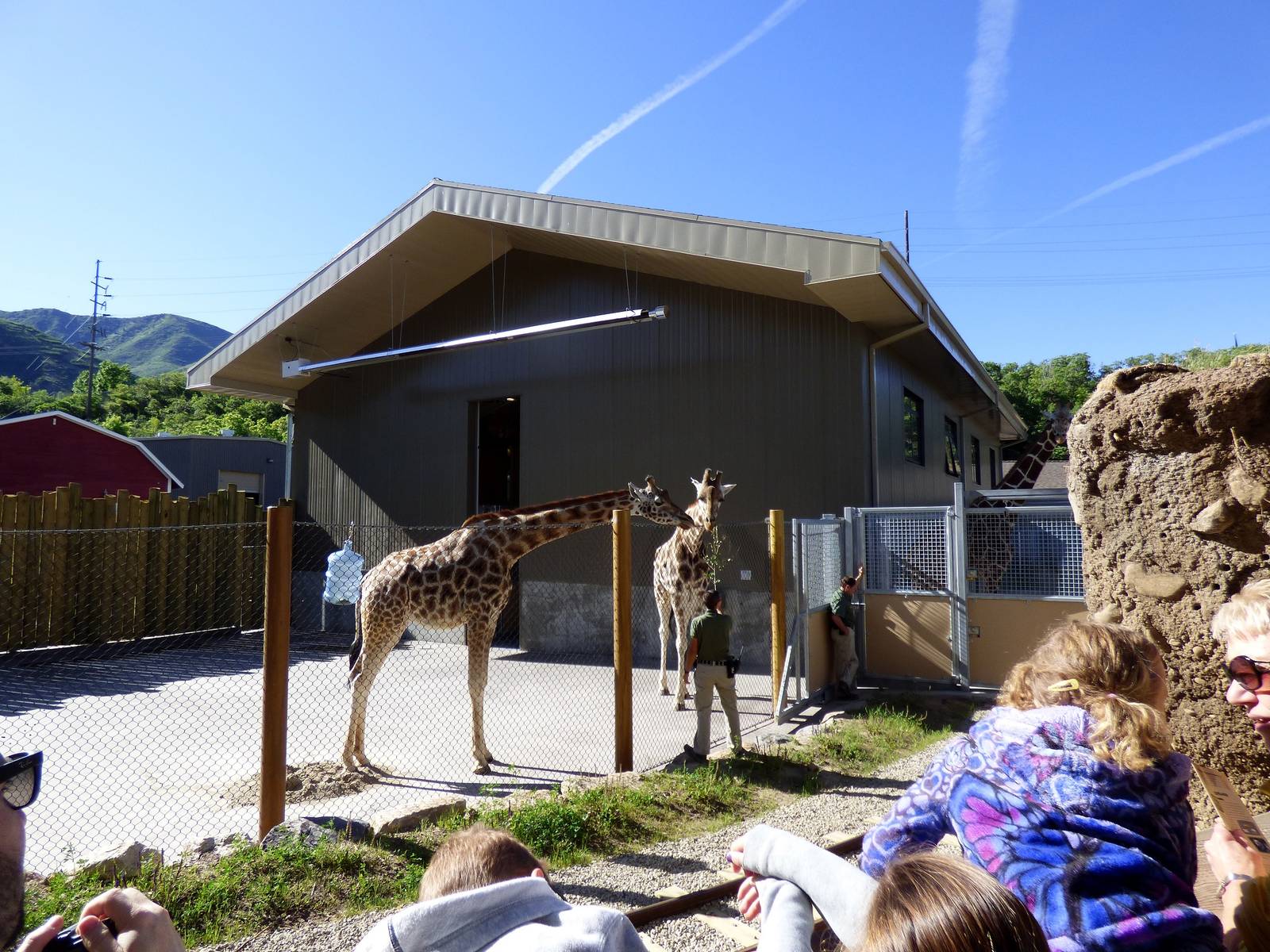 African Savanna - Giraffe Side-yard