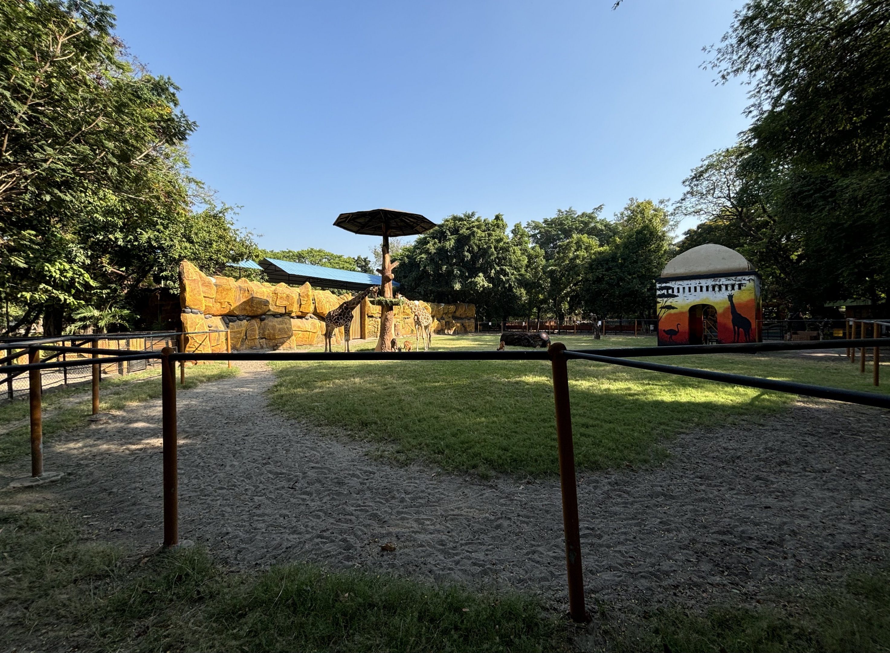 African Savanna - Giraffe/Sitatunga/Ostrich