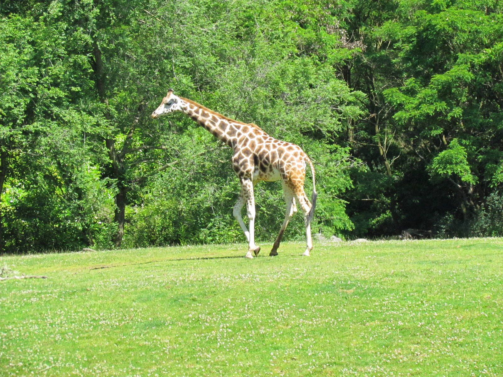 African Savanna - Giraffe