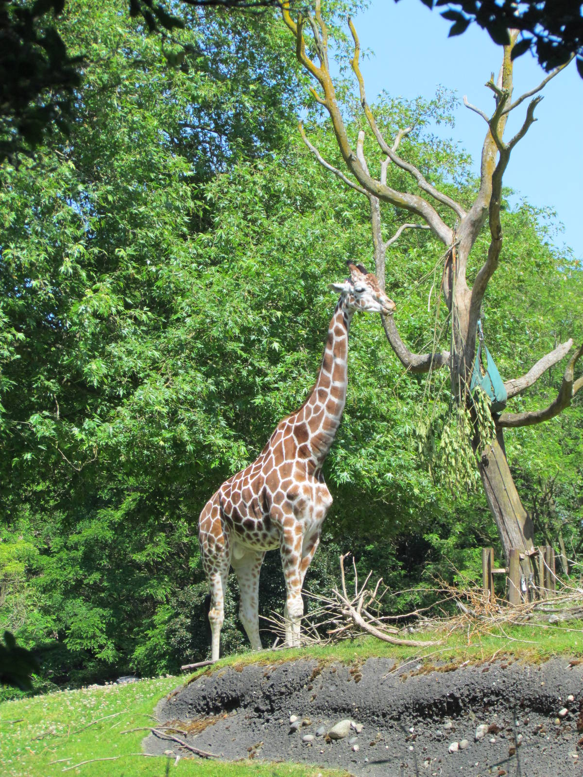 African Savanna - Giraffe