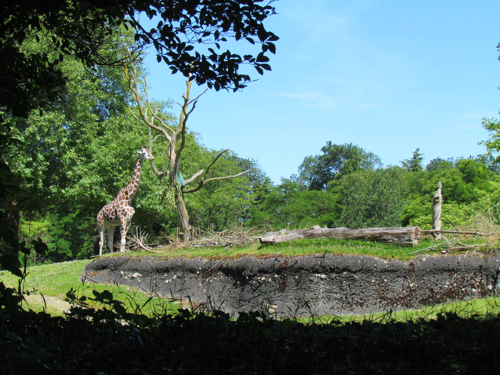 African Savanna - Giraffe