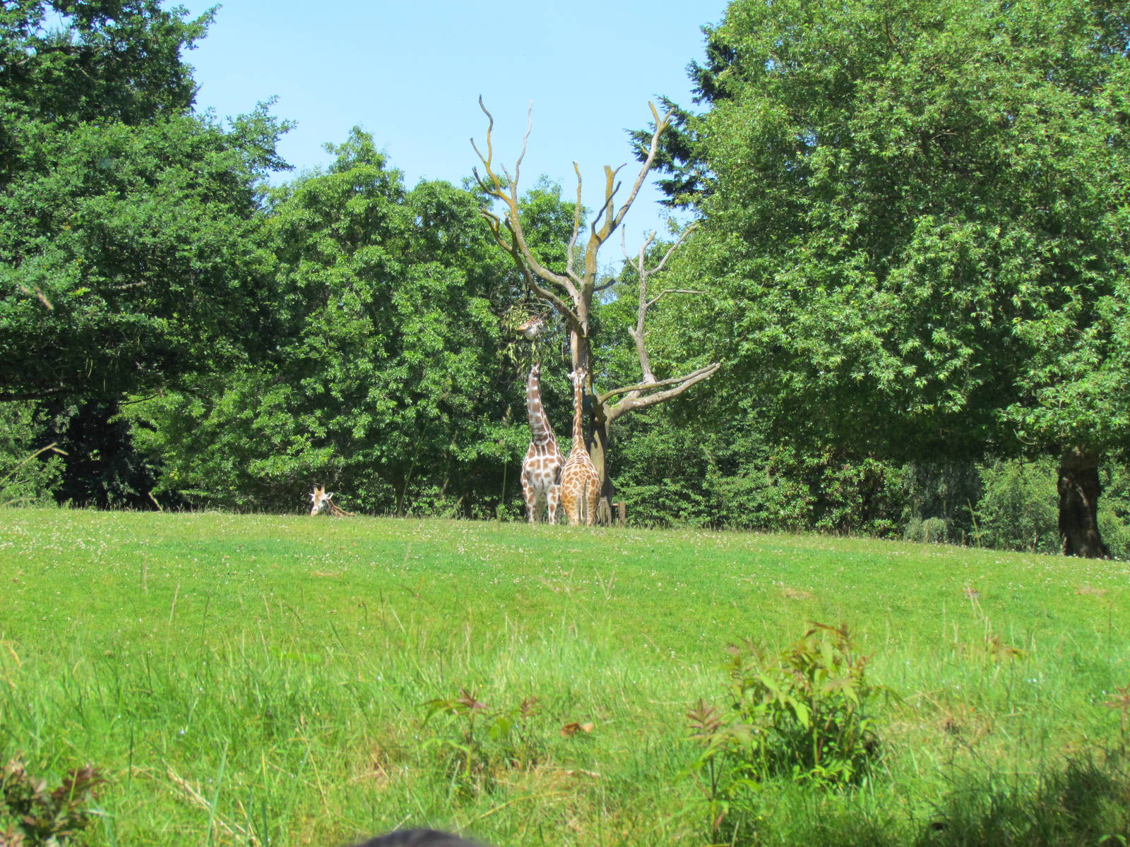 African Savanna - Giraffe