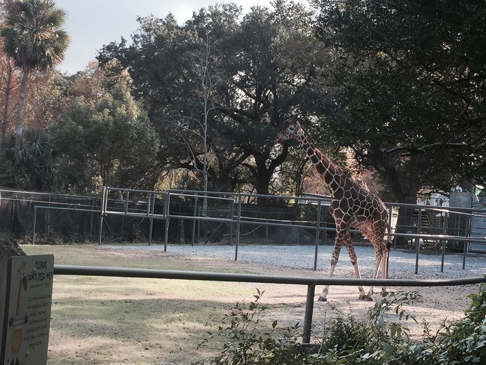 African Savanna- Giraffe