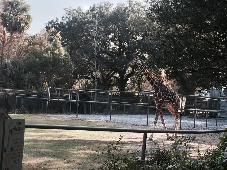 African Savanna- Giraffe