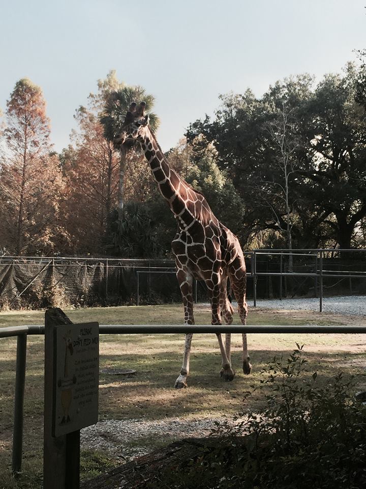 African Savanna- Giraffe