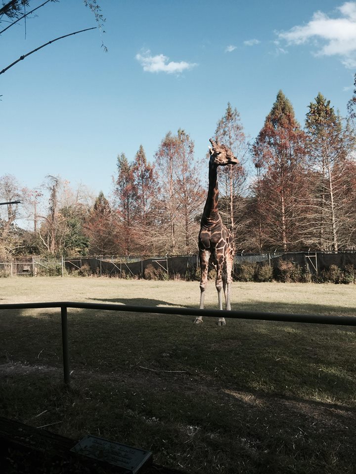 African Savanna- Giraffe