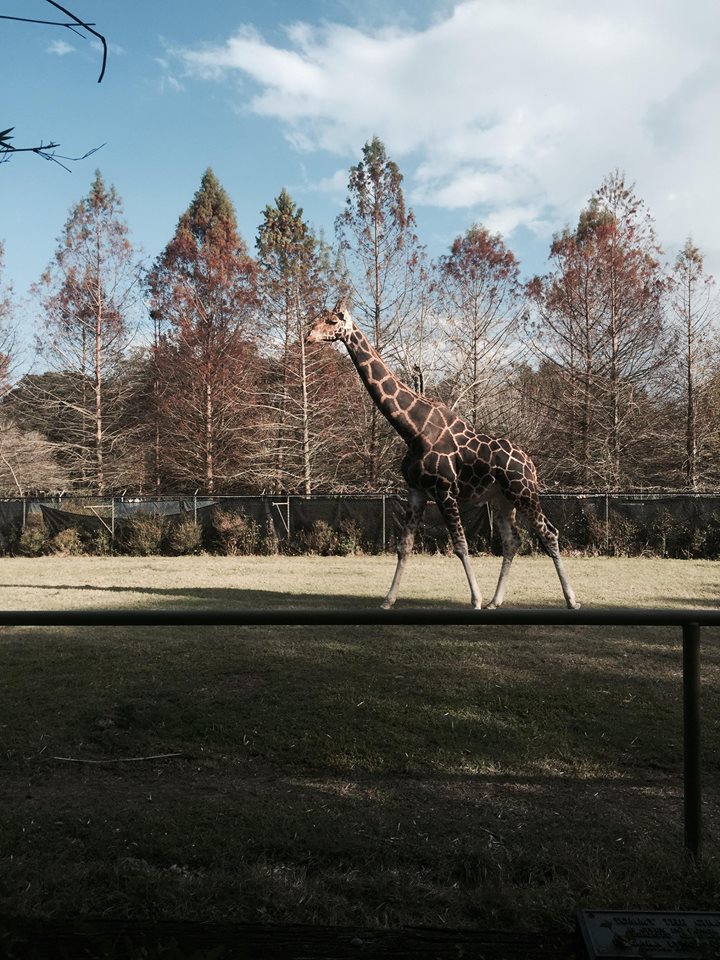 African Savanna- Giraffe