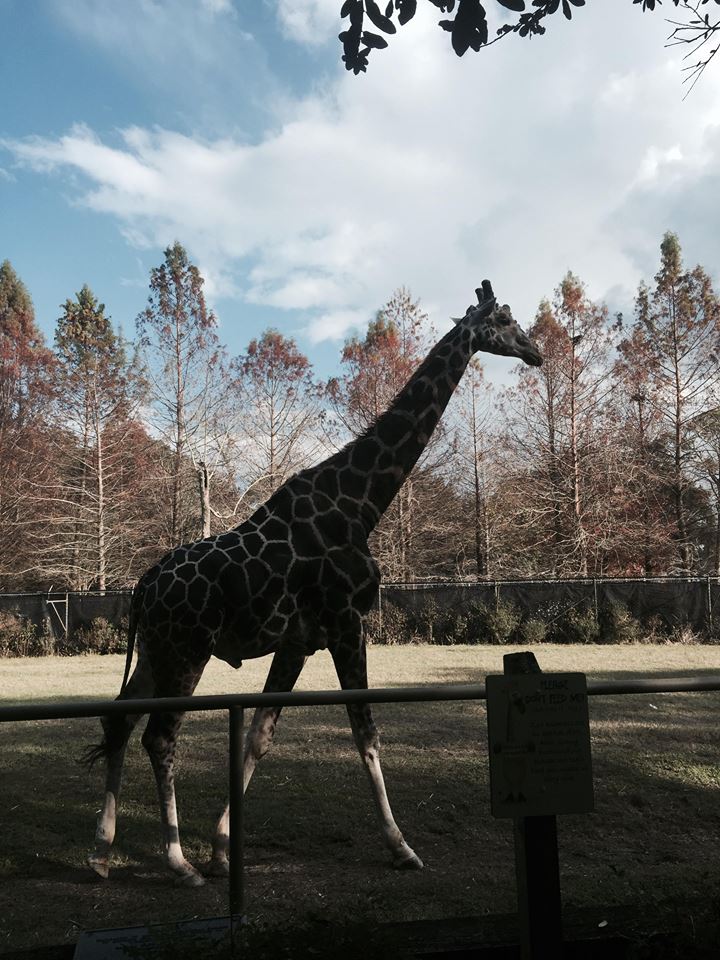 African Savanna- Giraffe