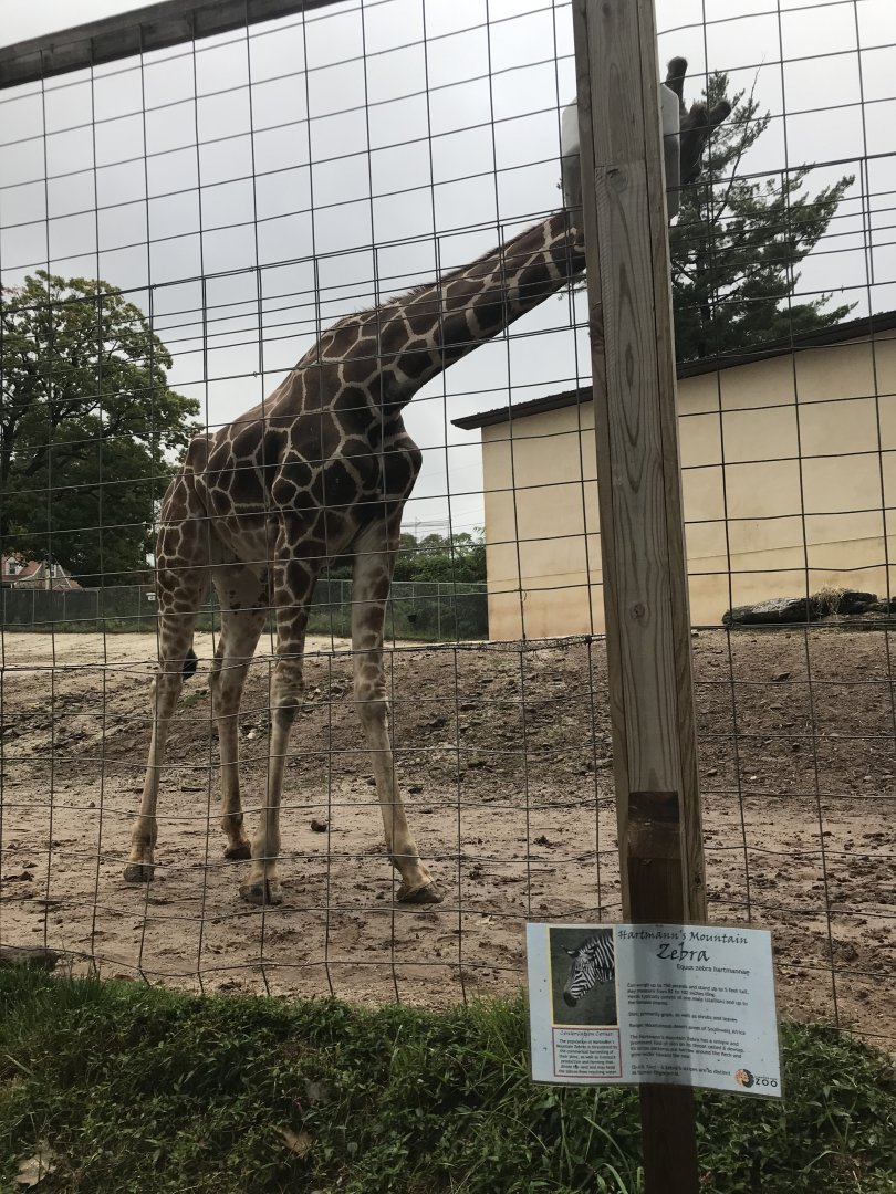 African Savanna-Giraffe