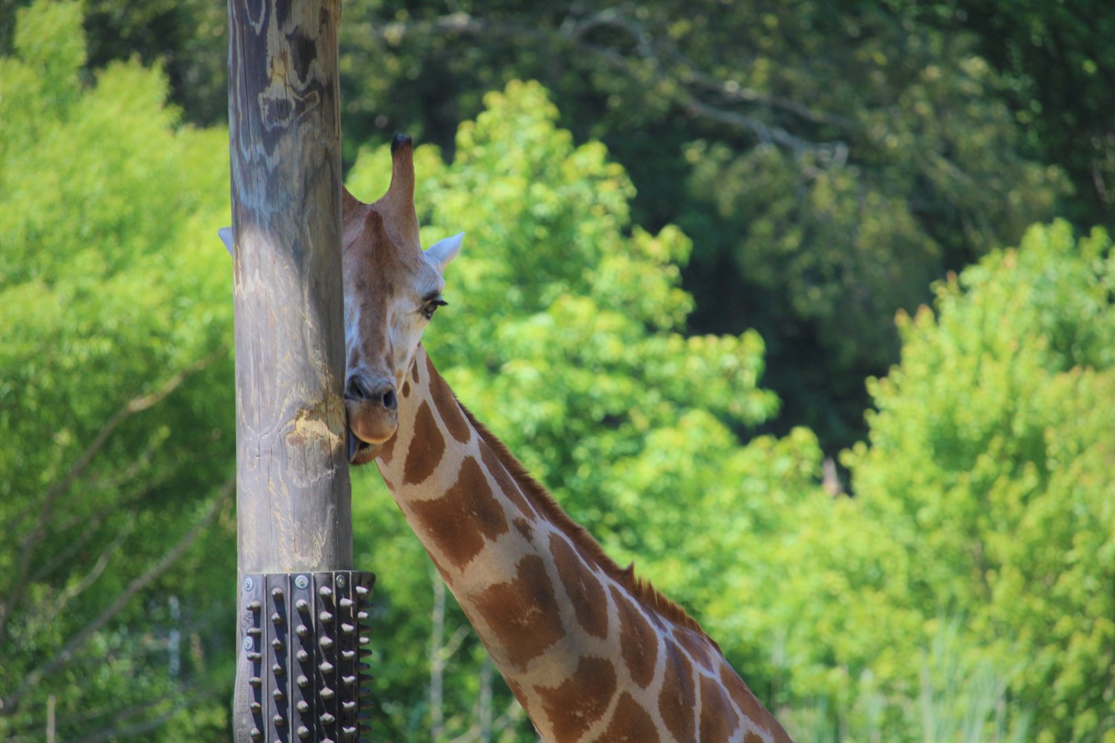 African Savanna - Giraffe