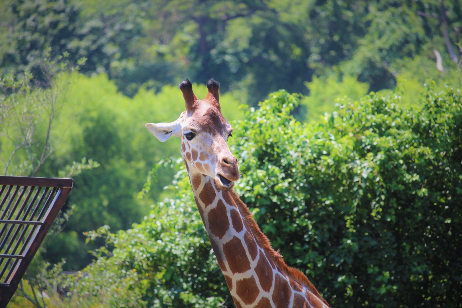 African Savanna - Giraffe