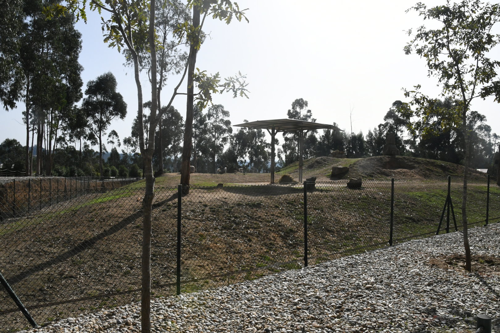 African Savanna (Giraffes, Antelopes, Ostrich)