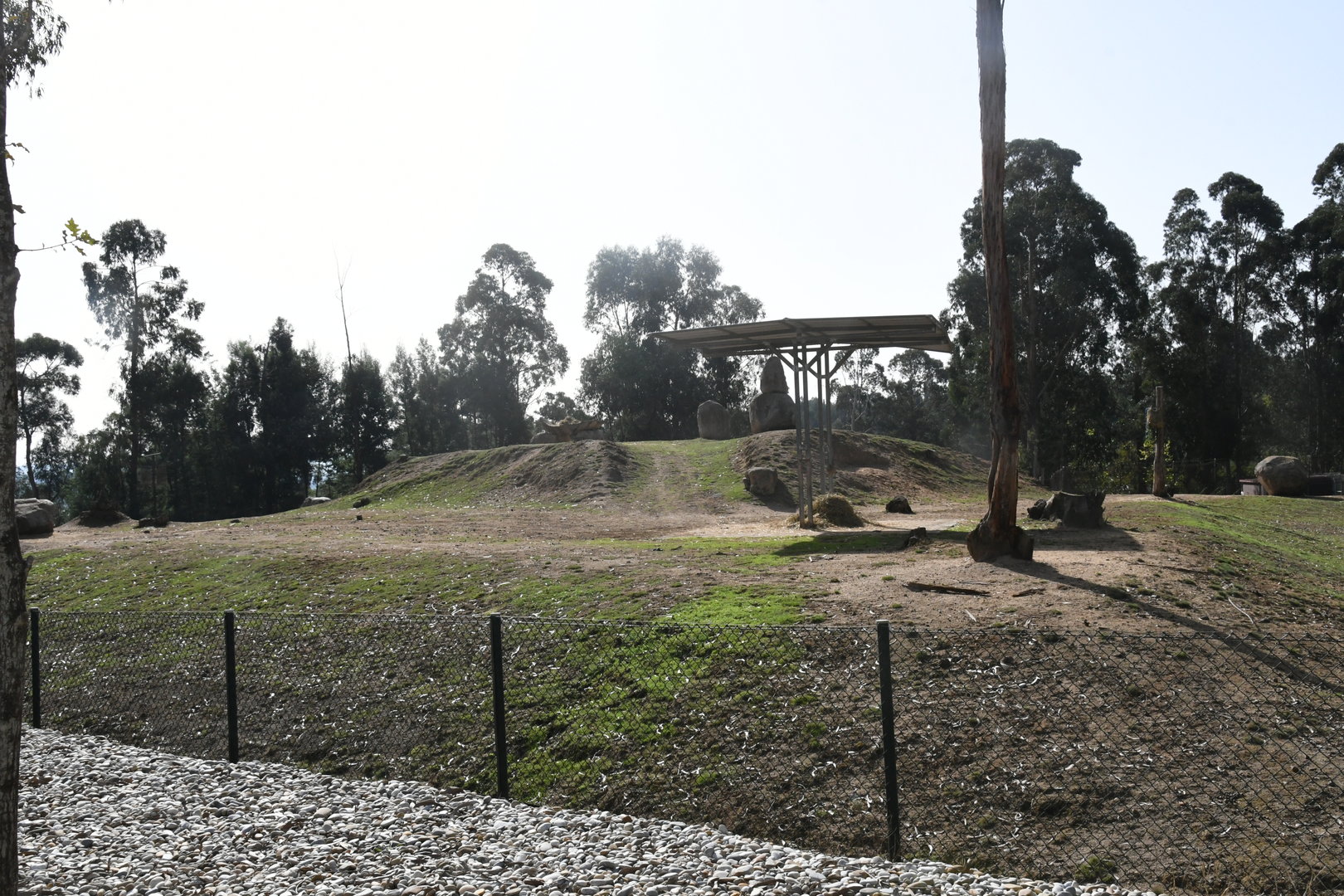 African Savanna (Giraffes, Antelopes, Ostrich)