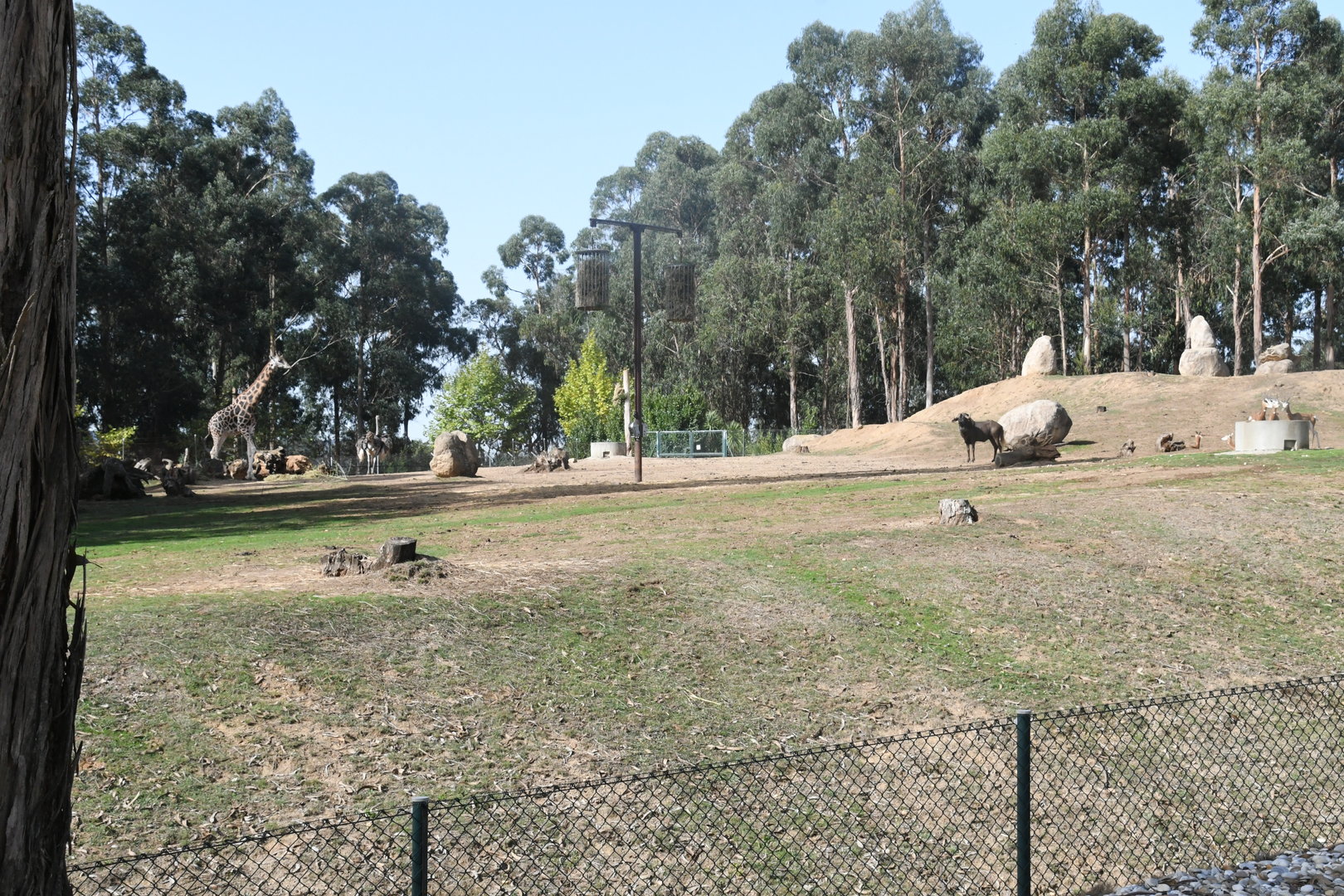 African Savanna (Giraffes, Antelopes, Ostrich)