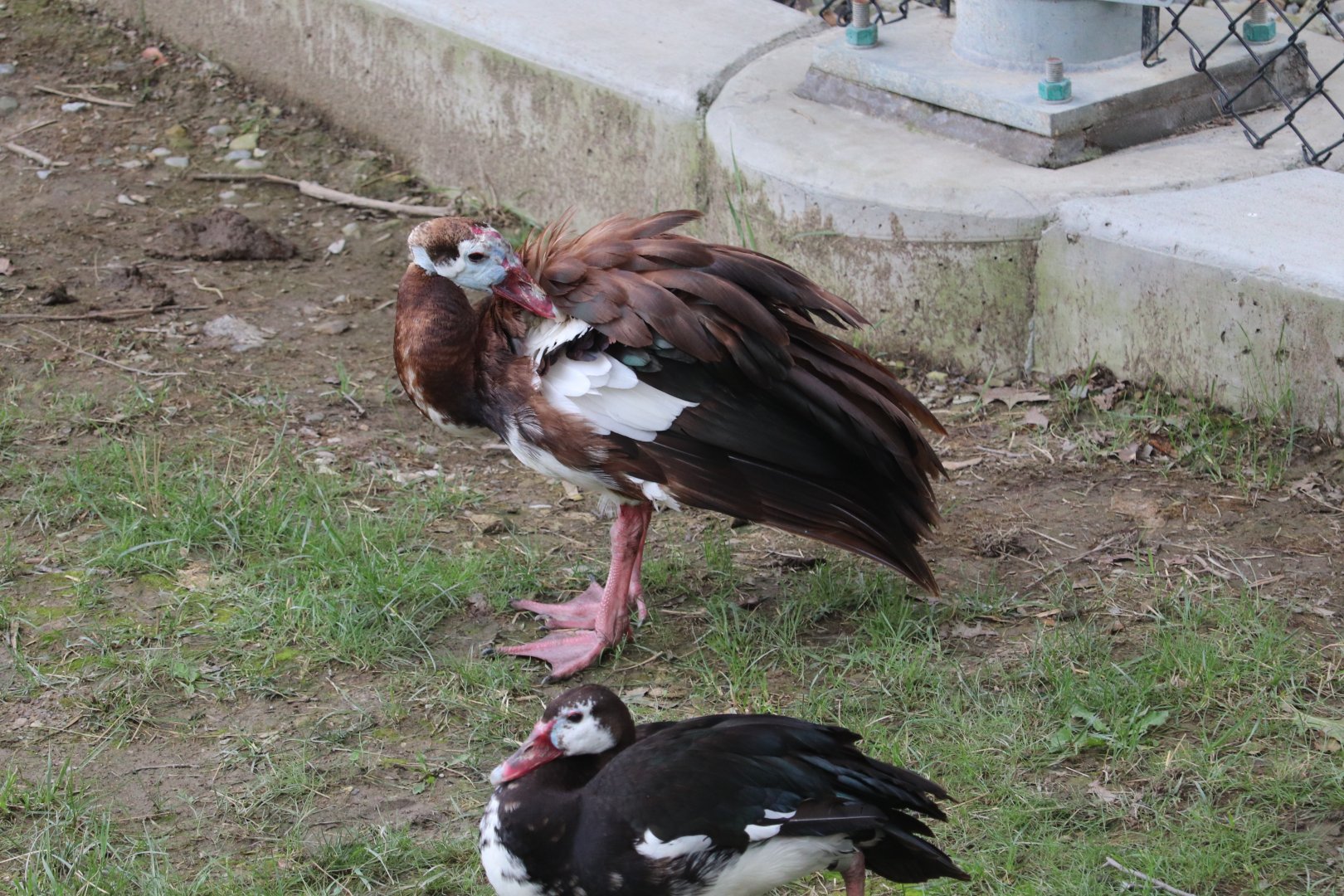 African Savanna - Goose
