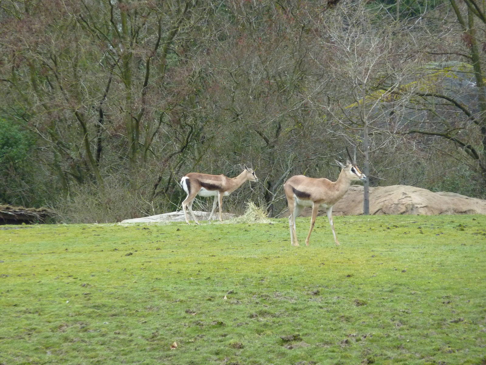 African Savanna - Grant's Gazelles