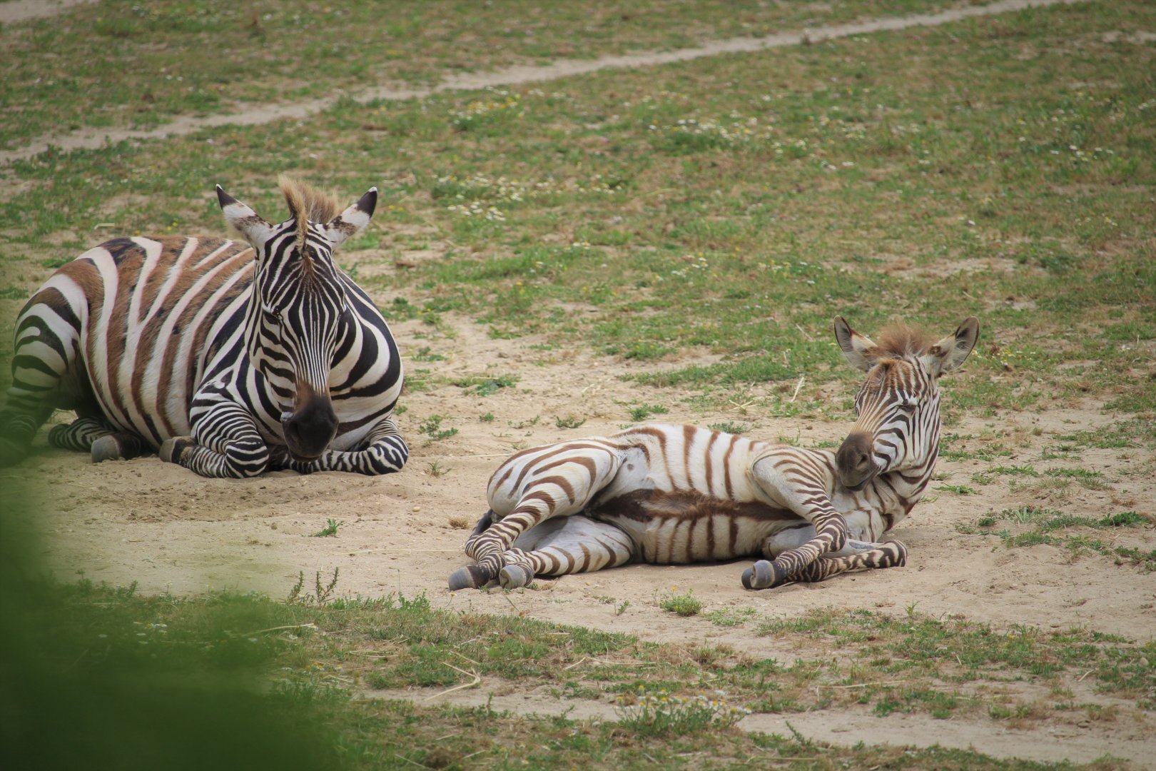 African Savanna - Grant's Zebra Mother and Foal