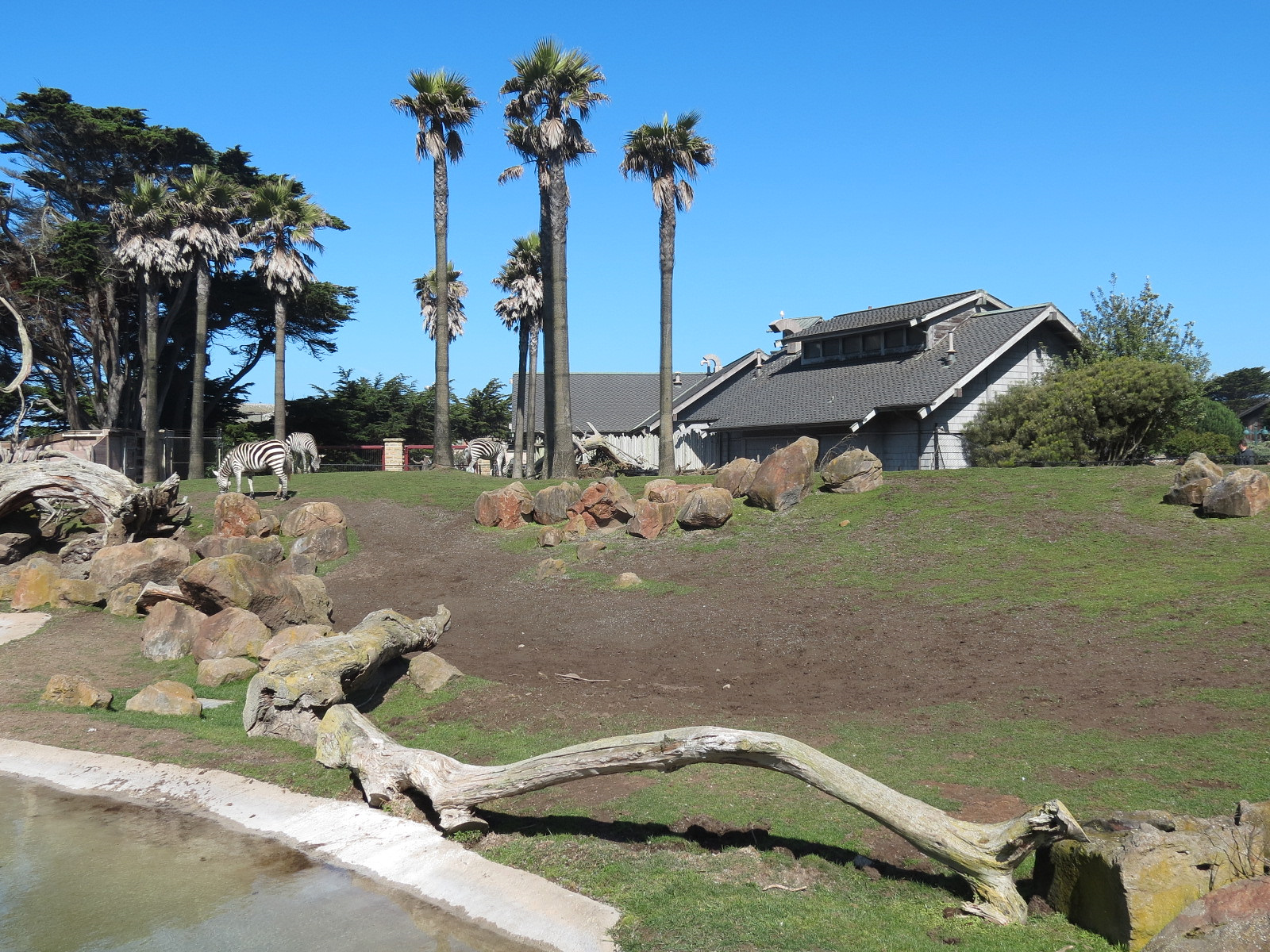 African Savanna - Grants Zebra