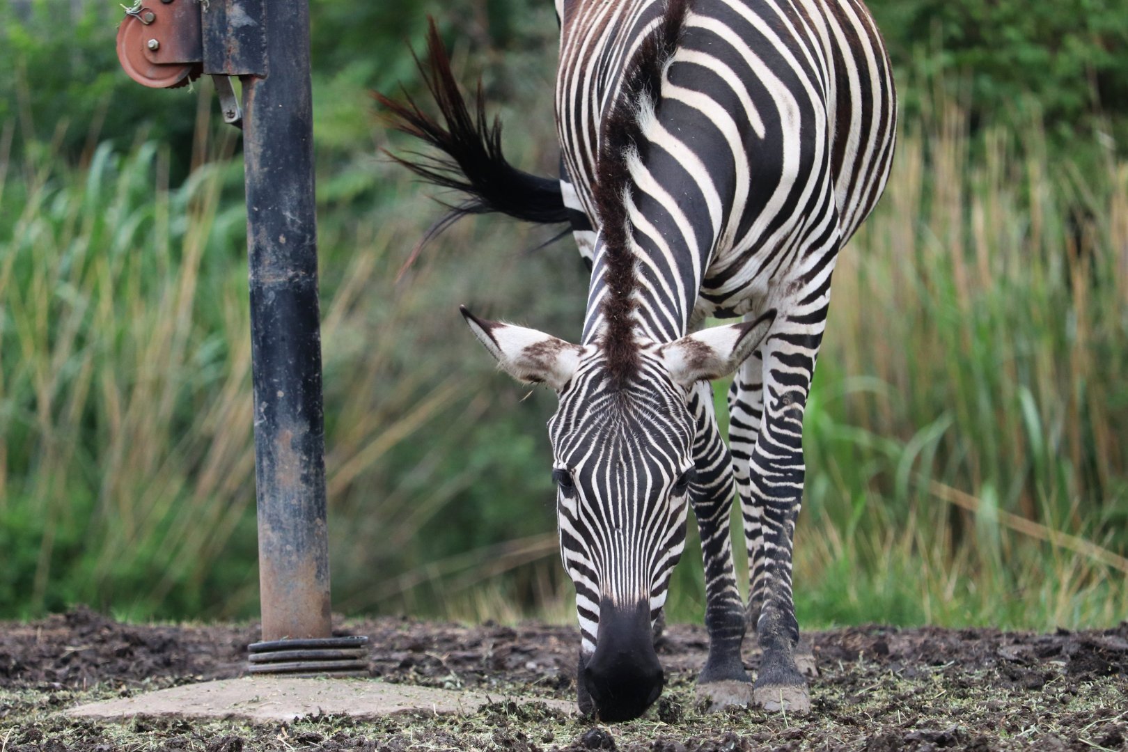 African Savanna - Grant's Zebra