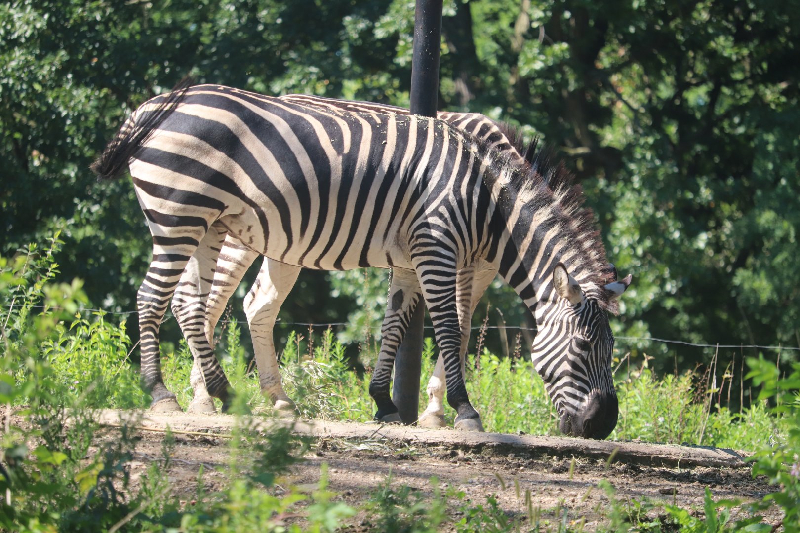 African Savanna - Grant's Zebra