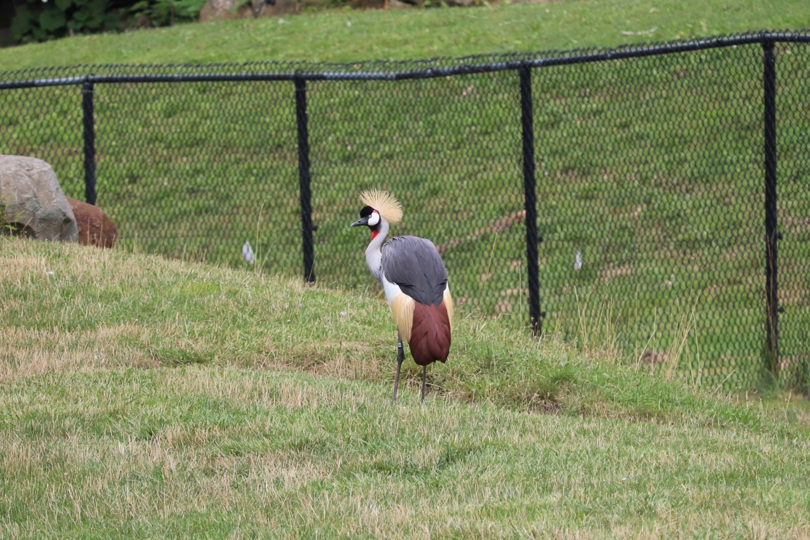 African Savanna - Gray Crowned Crane