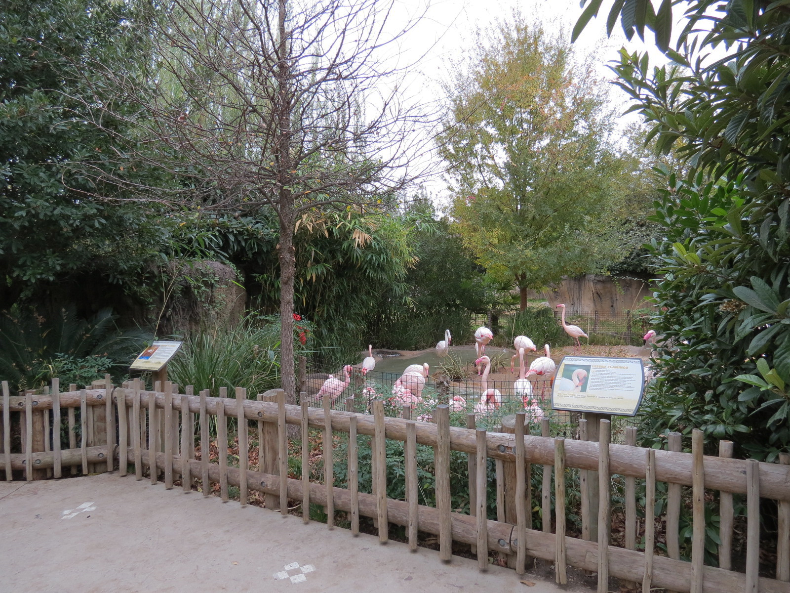 African Savanna - Greater and Lesser Flamingos Exhibit