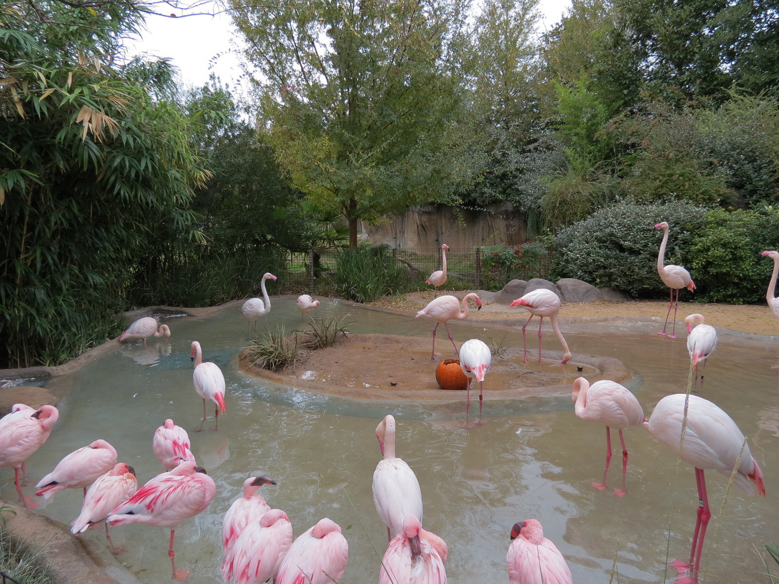 African Savanna - Greater and Lesser Flamingos Exhibit