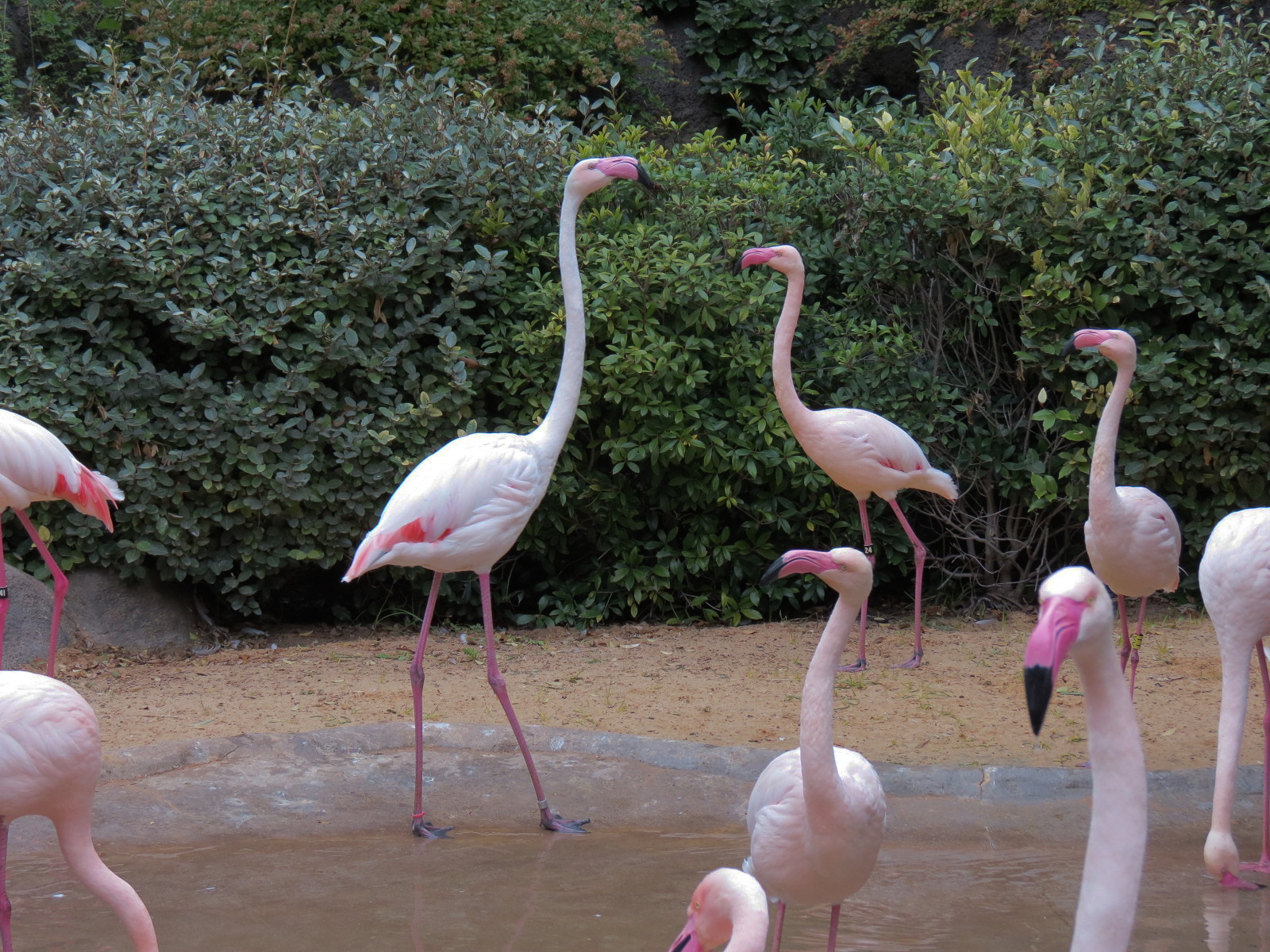 African Savanna - Greater and Lesser Flamingos Exhibit
