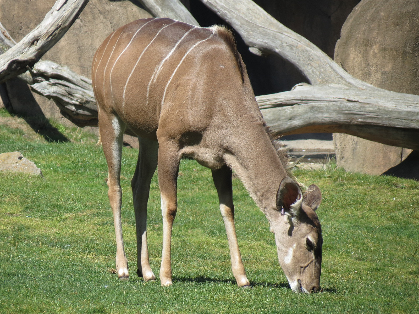 African Savanna - Greater Kudu