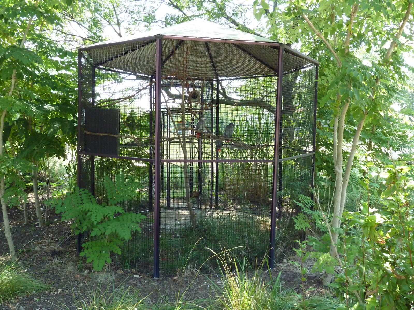 African Savanna - Grey Parrot Exhibit