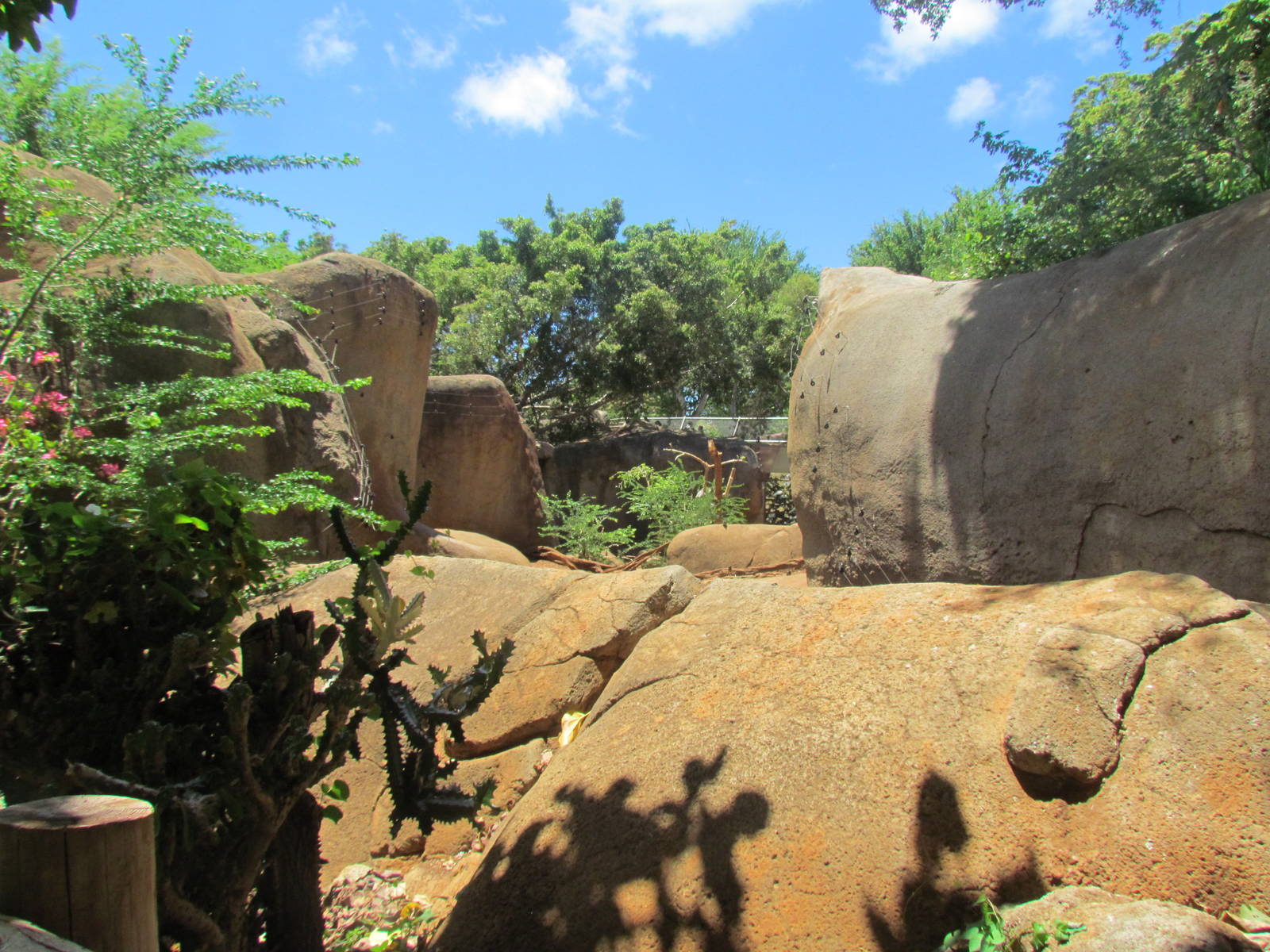 African Savanna - Hamadryas Baboon Exhibit