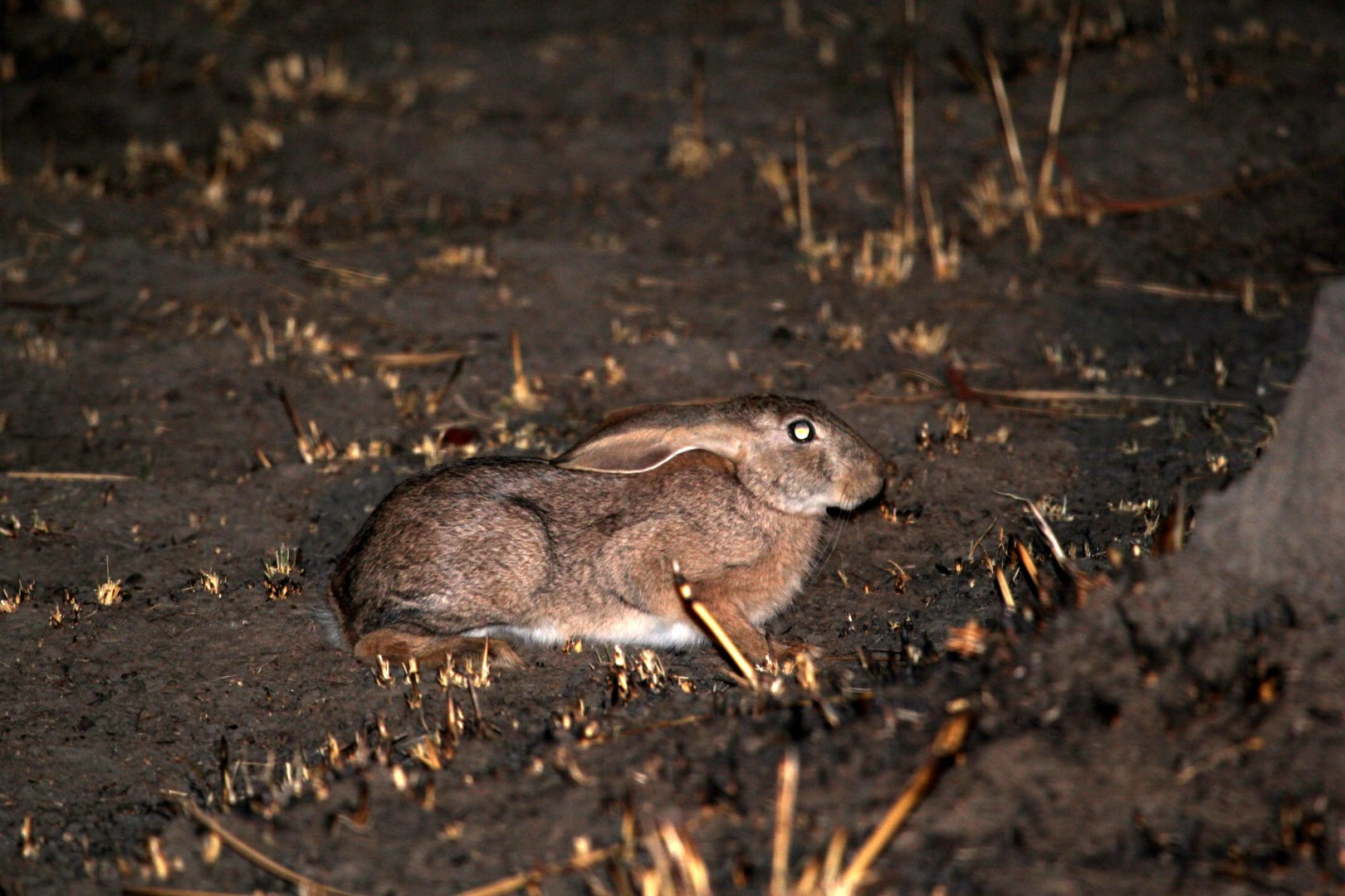 African savanna hare (Lepus victoriae)