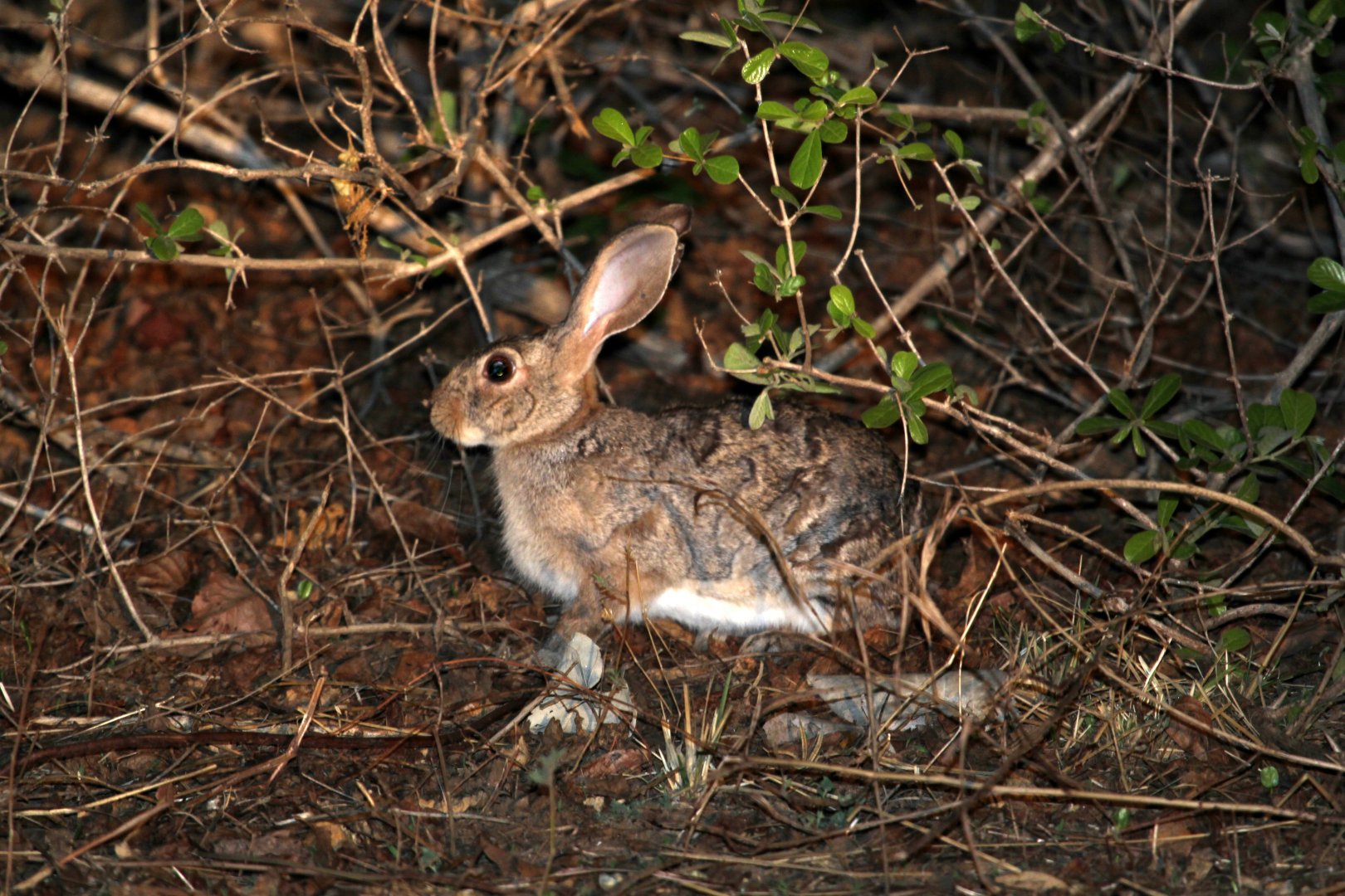 African savanna hare (Lepus victoriae)