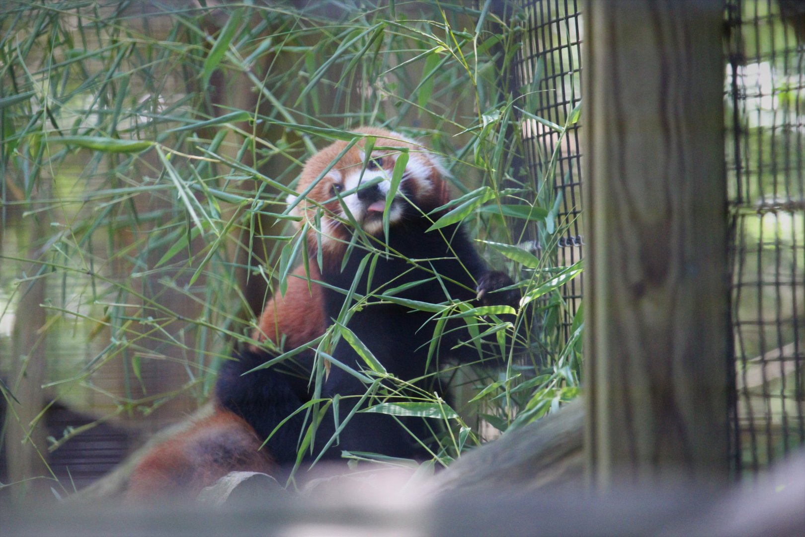 African Savanna - Himalayan Red Panda
