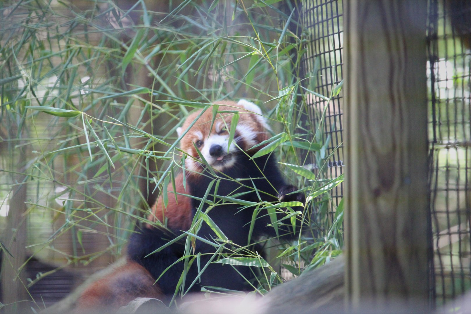 African Savanna - Himalayan Red Panda