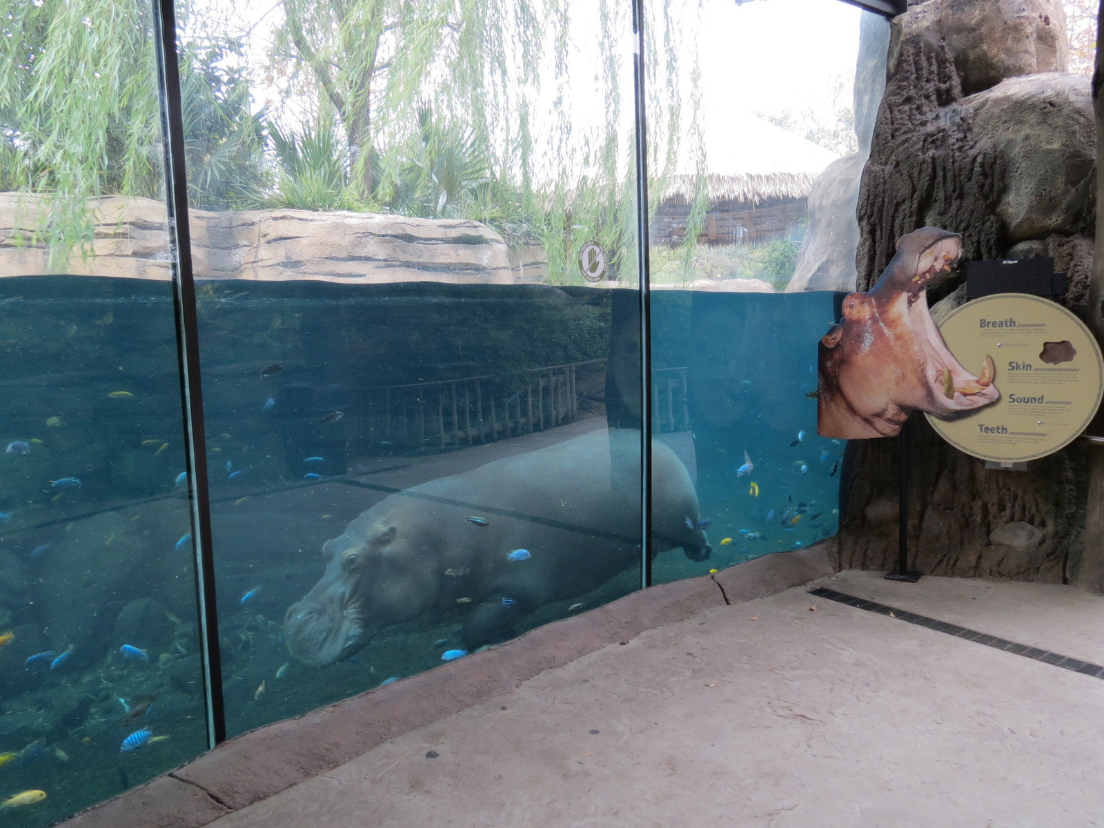 African Savanna - Hippopotamus Exhibit