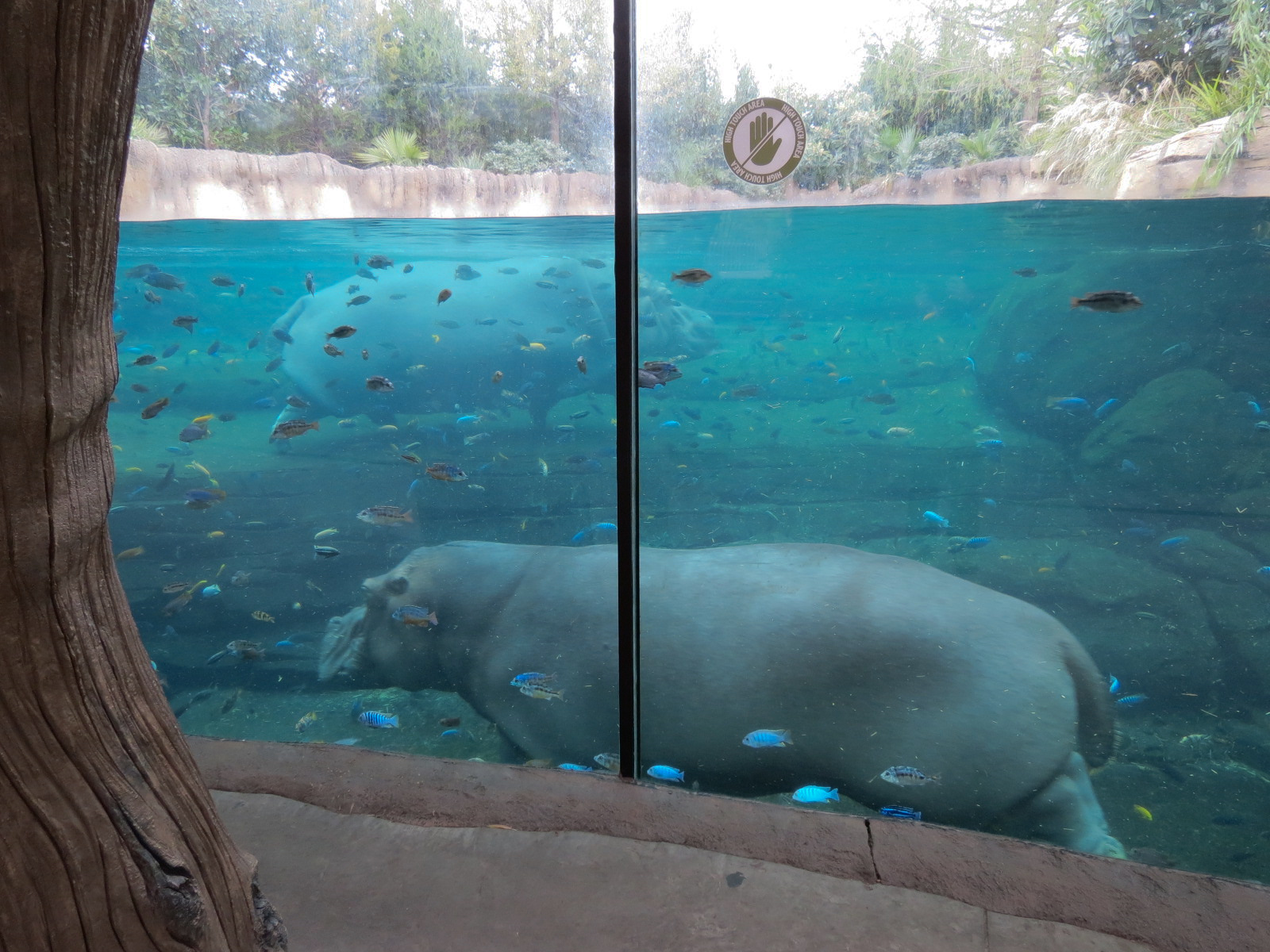 African Savanna - Hippopotamus Exhibit